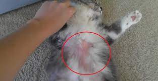 Check spelling or type a new query. Penyebab Dan Cara Mengatasi Bulu Kucing Rontok Ampuh
