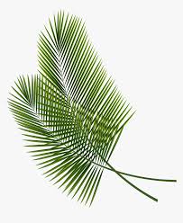 Clip art palm tree leaf clipart #32819. Leaf Arecaceae Palm Branch Clip Art Transparent Background Palm Tree Leaves Hd Png Download Kindpng