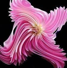 Pin On Flowers