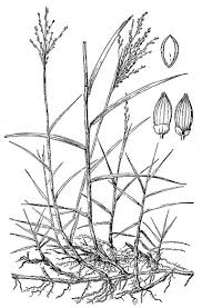 Image result for Panicum repens