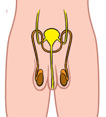 Diagram showing male reproductive system free vector. Stages Of Reproduction Human Reproduction Siyavula