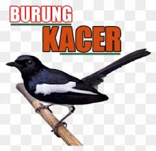 Music notes vector png 4 png image. Burung Adalah Angguta Kalumpuk Binatang Batulang Balakang Kacer Mania Free Transparent Png Clipart Images Download