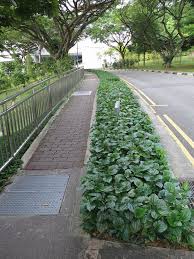 Leaf Betel Pepper Piper Sarmentosum Tropical Garden Plants Organic Gardening