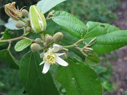 Image result for Grewia glandulosa