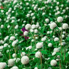 Image result for Gomphrena globosa