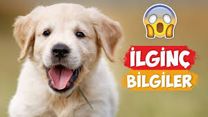 Tavsanlar Hakkinda Ilginc Bilgiler Youtube