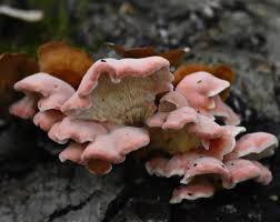 Image result for Merulius incarnatus