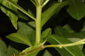 Image result for Talinum fruticosum