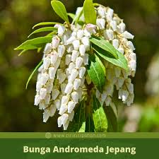 Adapun mengenai cirinya adalah sebagai berikut. Ciri Ciri Pohon Andromeda Jepang Pieris Japonica Di Alam Liar Ciriciripohon Com
