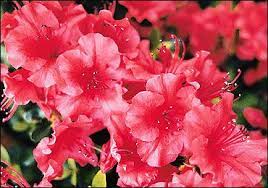 Azalea Google Images Gardenia Plant Azaleas Flowering Bushes