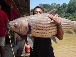 Ikan koi adalah jenis ikan hias ini termasuk dalam ikan mas ( cyprinus carpio ) yang memiliki corak yang sangat indah pada tubuhnya. Kenali Ikan Temoleh Ikan Kelab Kaki Pancing 1malaysia Facebook