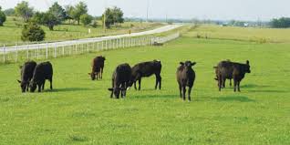 Growing Cattle On Pasture Cattle Cattle Ranching Blue Heeler Dogs