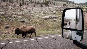 Since yellowstone is already such a large area to drive around, we assume our readers would prefer to be located closer to a park. Tips For Planning A Yellowstone Rv Trip Togo Rv