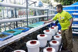 Berbagai gambar ikan dibawah ini juga bisa kalian jadikan sebagai status whatsapp instagram foto profil gambar rumah gabus styrofoam youtube tersebut bisa kamu manfaatkan ide untuk mendirikan sebuah hunian asa. Hidroponik Solusi Pertanian Lahan Sempit Di Perkotaan Mongabay Co Id Mongabay Co Id