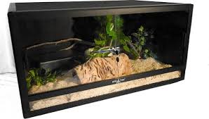 Image result for Satyrium volkensii