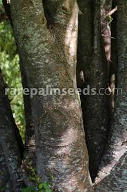 Image result for Kiggelaria africana