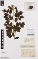 Image result for Rubus apetalus