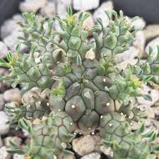Image result for Bridelia atroviridis