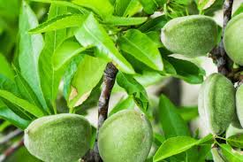 Fruit trees are pruned for a number of reasons including: 11 Dwarf Fruit Trees You Can Grow In Small Yards
