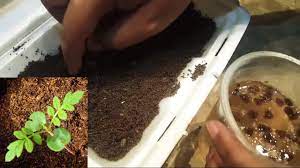 Especially when they are planted in a bonsai pot, jacaranda trees must be protected from lower temperatures. How To Grow Jacaranda Tree From Seeds Jacaranda Seeds Germination Sprouting Seeds Youtube