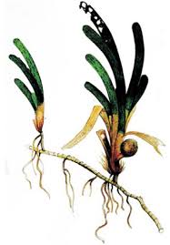 Image result for Thalassia hemprichii