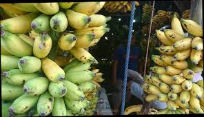Misalnya ada pisang raja, pisang kepok, pisang putri, pisang emas, dan lain sebagainya. Pasca Idul Adha Harga Pisang Masih Naik