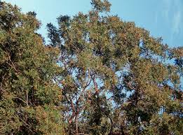 Image result for Vepris drummondii