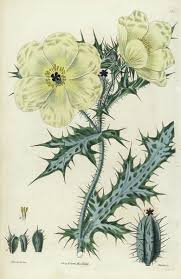 Image result for Argemone ochroleuca