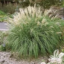 Adagio Grass Premier Nursery Grasses Garden Grasses Landscaping Ornamental Grasses