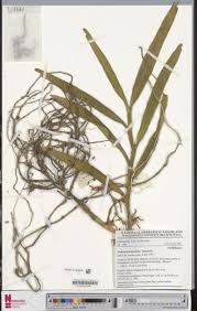 Image result for Tridactyle