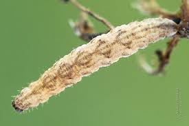 Image result for Eupithecia lanceata