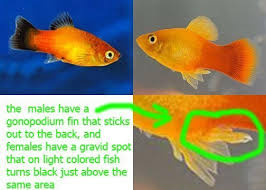 Growth Progress Of Guppy Fry Pls And Male Or Fem My