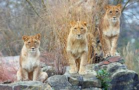 It is one of the most popular attractions in berlin and rightly so. Verkehrte Welt In Zoo Und Tierpark Berlin Zoo Berlin