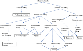 Neurovascular Supply And Lymphatic Drainage Of Male