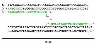 Figure S3. Primer Design For Pcr Experiments On Hela Gdna. Sequence Of... |  Download Scientific Diagram