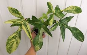 Philodendron Squamiferum Magic Mask 1500 Plante