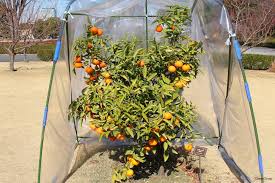 みかんの木の剪定 時期や手入れのコツは 実がならない原因は Horti ホルティ By Greensnap