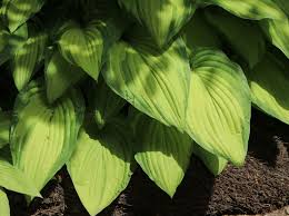 The sixth month of the year in the gregorian calendar. Funkie June Fever Finde Deine Neue Staude Online Ratgeber