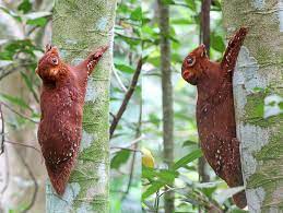 One hiker in singapore recently came across a very surprised colugo at lower peirce reservoir. Colugo The Wild Side Of Singapore