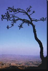 Image result for Lannea asymmetrica