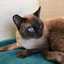 We are the best adoption agency in phoenix arizona, las vegas nevada, and utah. Las Vegas Nv Siamese Meet Spencer A Pet For Adoption