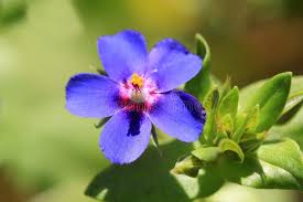 Image result for Lysimachia monelli