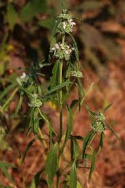 Image result for Leucas neuflizeana