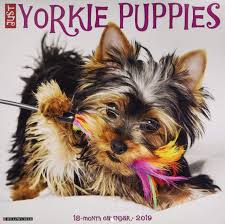 Just Yorkie Puppies 2019 Wall Calendar Dog Breed Calendar Willow Creek Press 9781549202865 Amazon Com Books Yorkie, biewer terriers puppies for sale. just yorkie puppies 2019 wall calendar