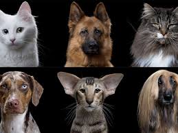 Cats hiss, purr, growl, and snarl. Cats Vs Dogs In Terms Of Evolution Are We Barking Up The Wrong Tree Science The Guardian