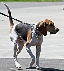 Maybe you would like to learn more about one of these? Treeing Walker Coonhound Wikipedia