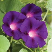 Image result for Ipomoea tricolor