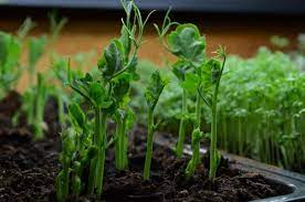 Check spelling or type a new query. Growing Pea Shoots A Primer On Micro Greens