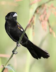 Image result for Habenaria magnirostris