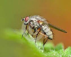 fly on a hairy green leaves in macro animals images leaves hairy